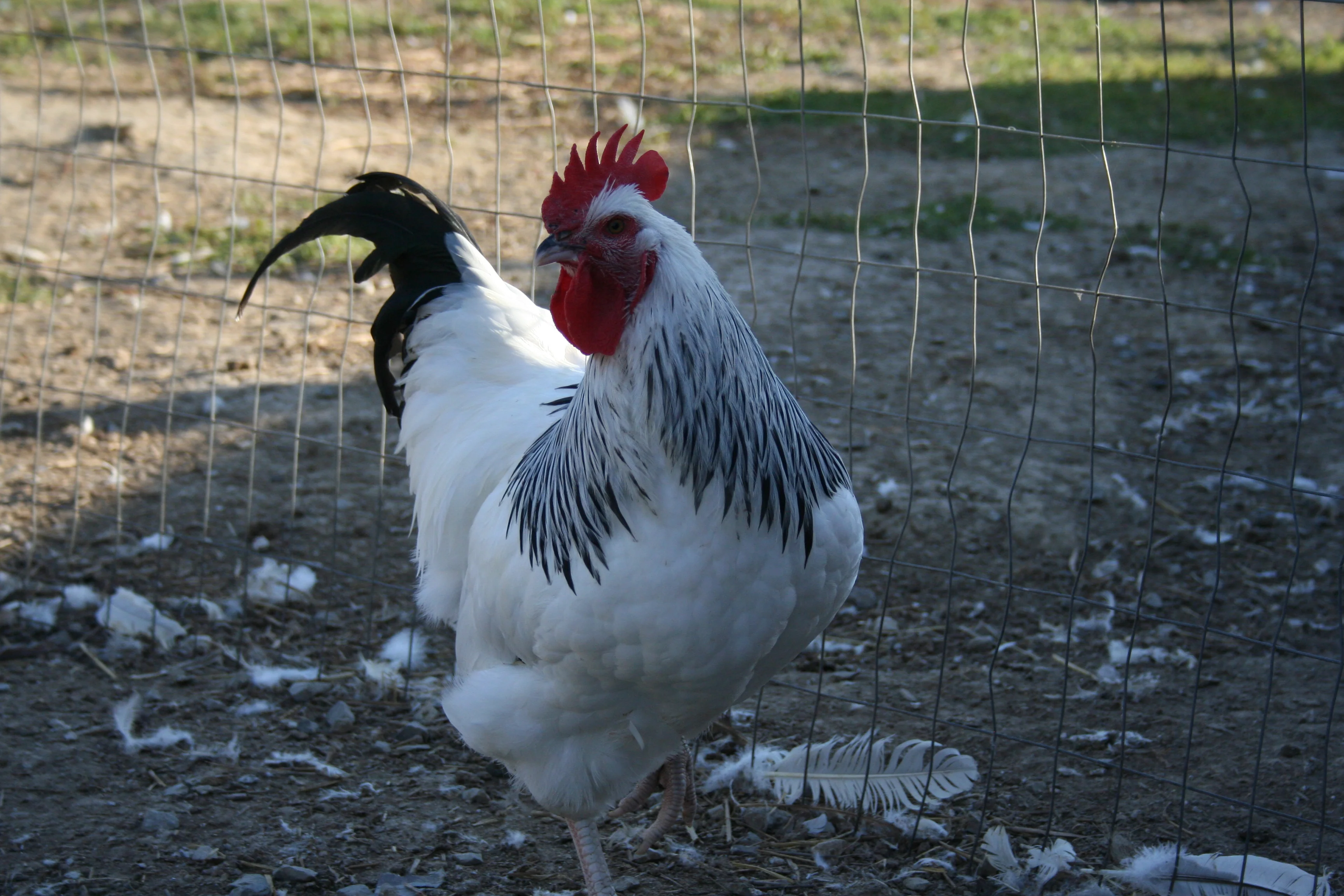 Light Sussex Started Young Pullet Hens "Available Now" - Image 6