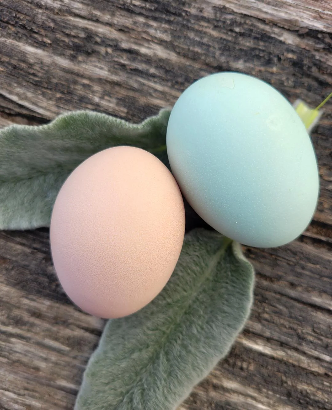 Light Sussex Started Young Pullet Hens "Available Now" - Image 8