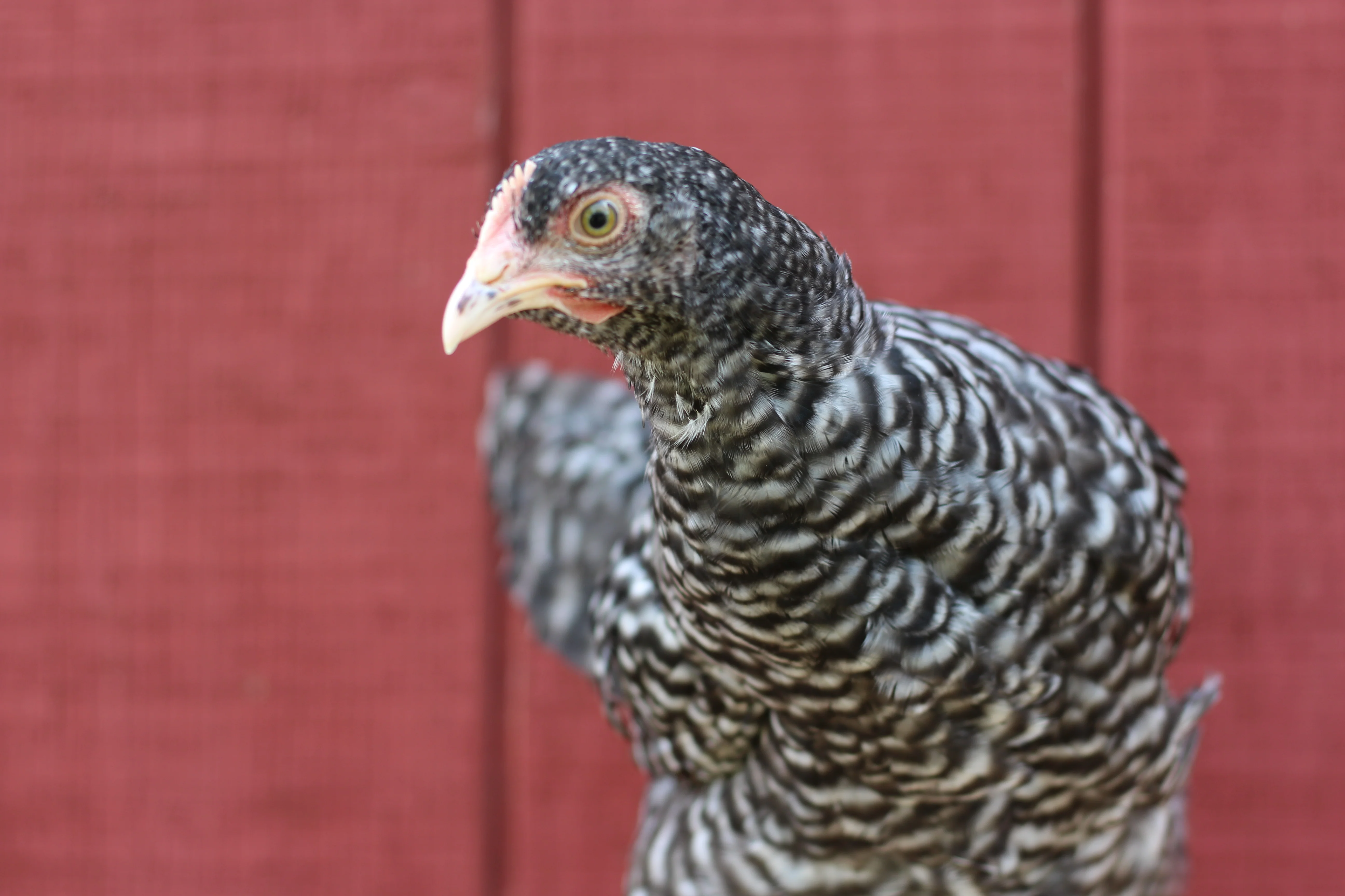 Malines Started Young Pullet Hen (Available Now) - Image 3