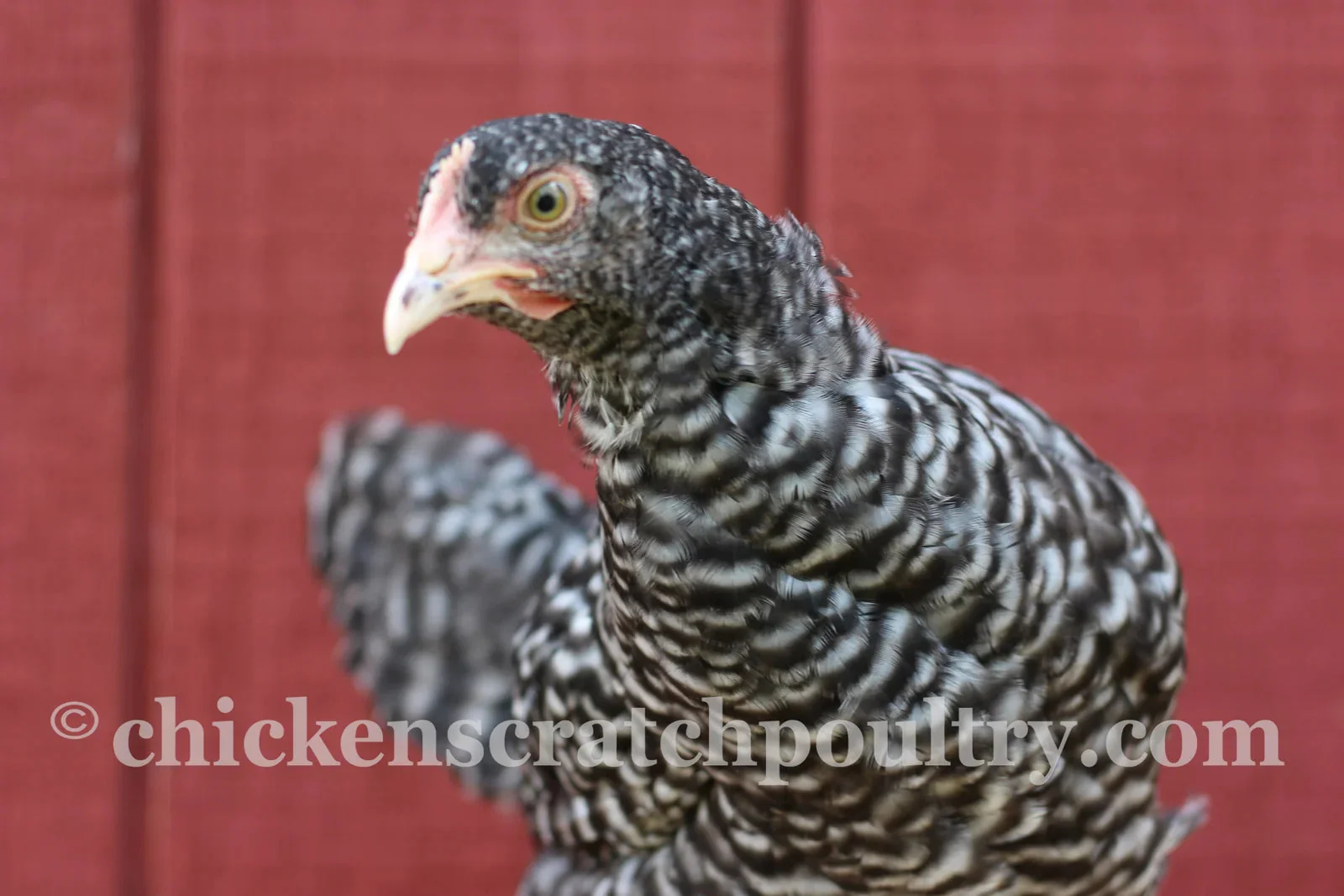 Malines Started Young Pullet Hen (Available Now) - Image 4