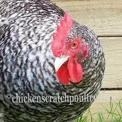 Malines Started Young Pullet Hen (Available Now) - Image 6