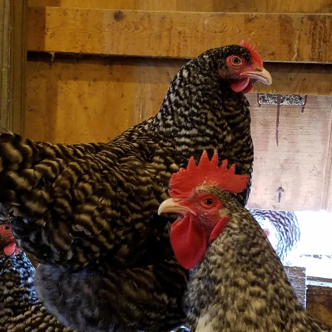 Malines Started Young Pullet Hen (Available Now) - Image 7