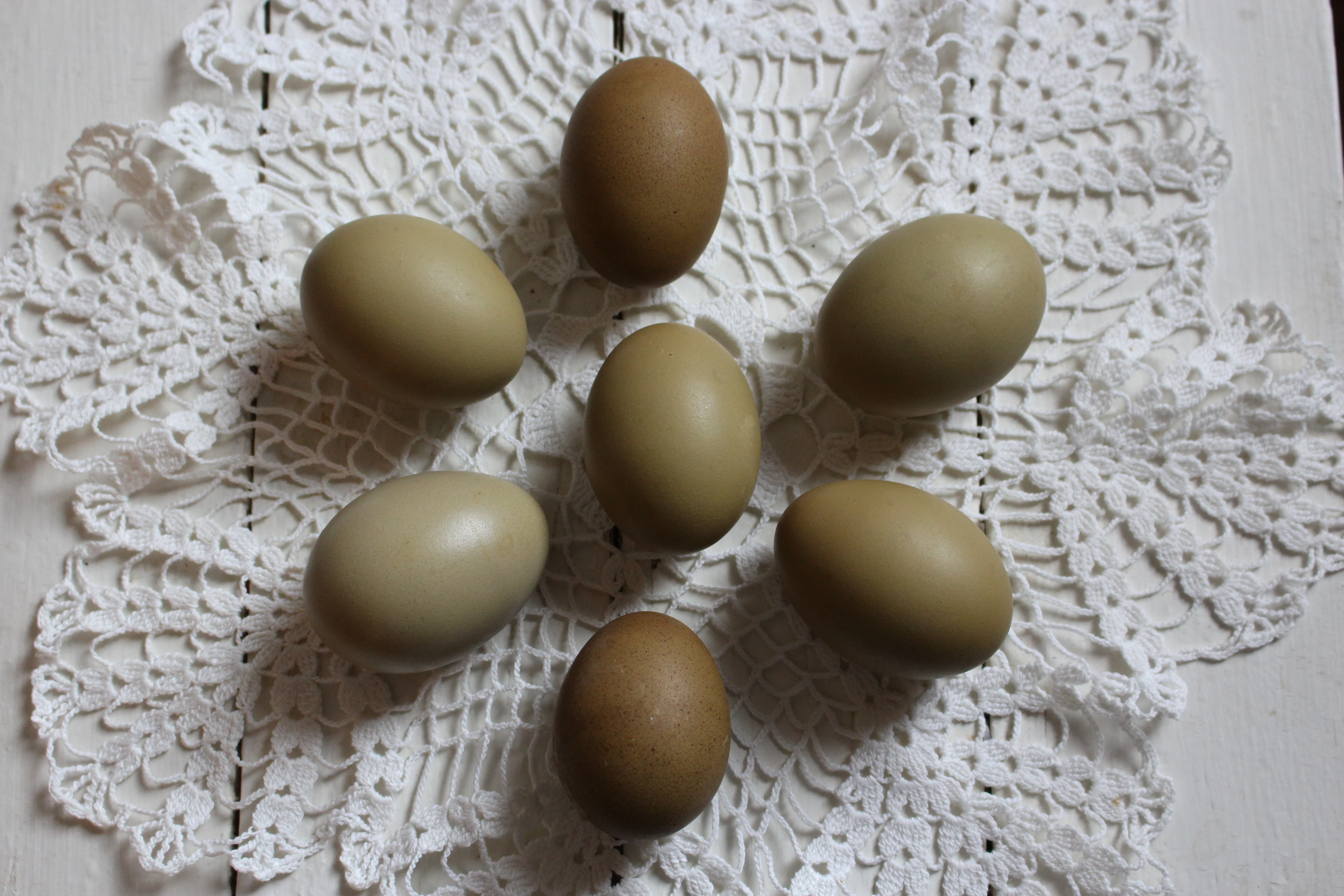 Mint Cream Bar Chicks / Green Egg Layer Chicks - Image 6
