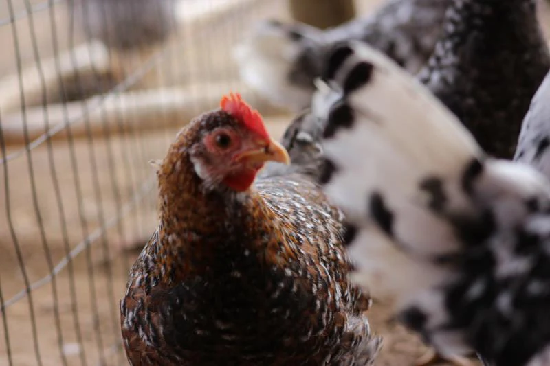 55 Flowery Hen Started Young Pullet Chicken Hens 8 to 9 Weeks Old Ready Now - Image 4