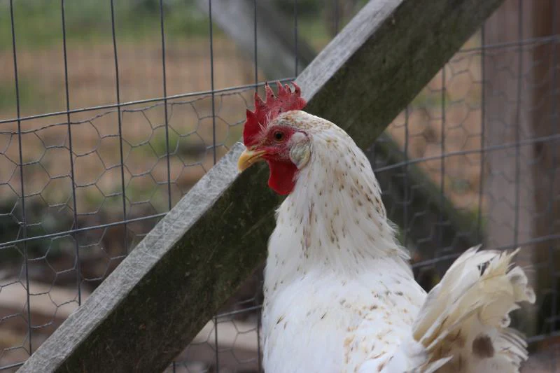 55 Flowery Hen Started Young Pullet Chicken Hens 8 to 9 Weeks Old Ready Now - Image 6