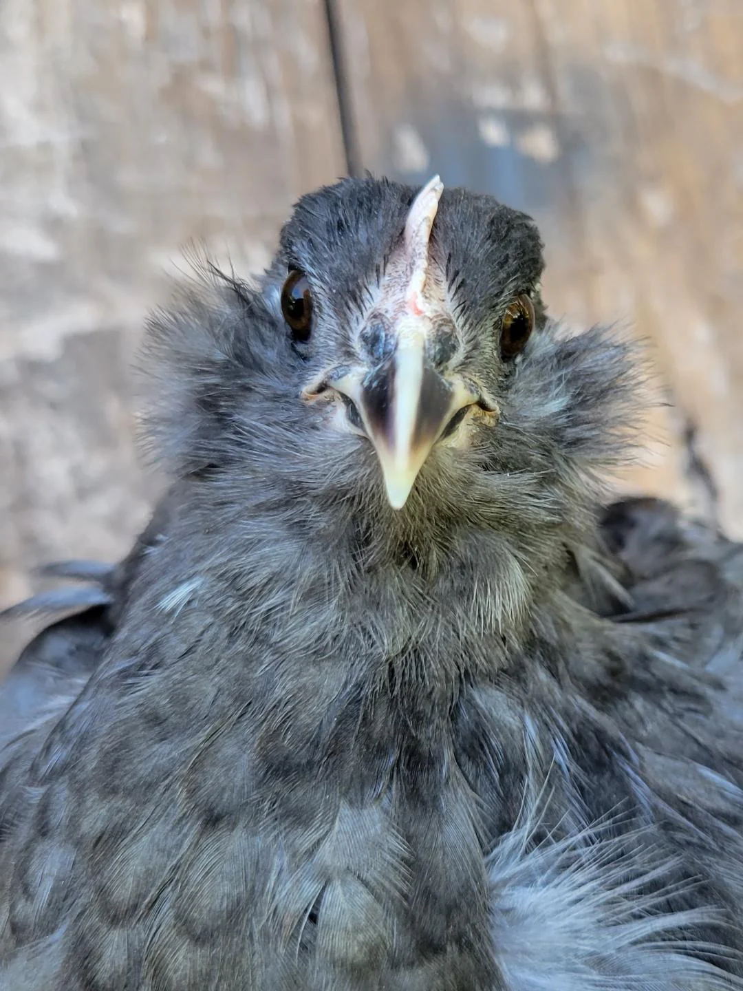 Olive Egger Chicks "Dark Green Egg Layer" - Image 3