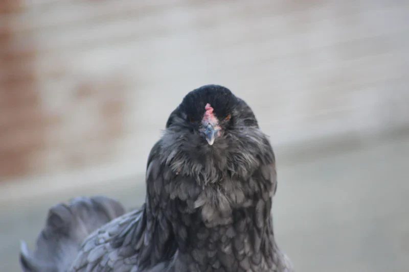 Olive Egger Chicks "Dark Green Egg Layer" - Image 7