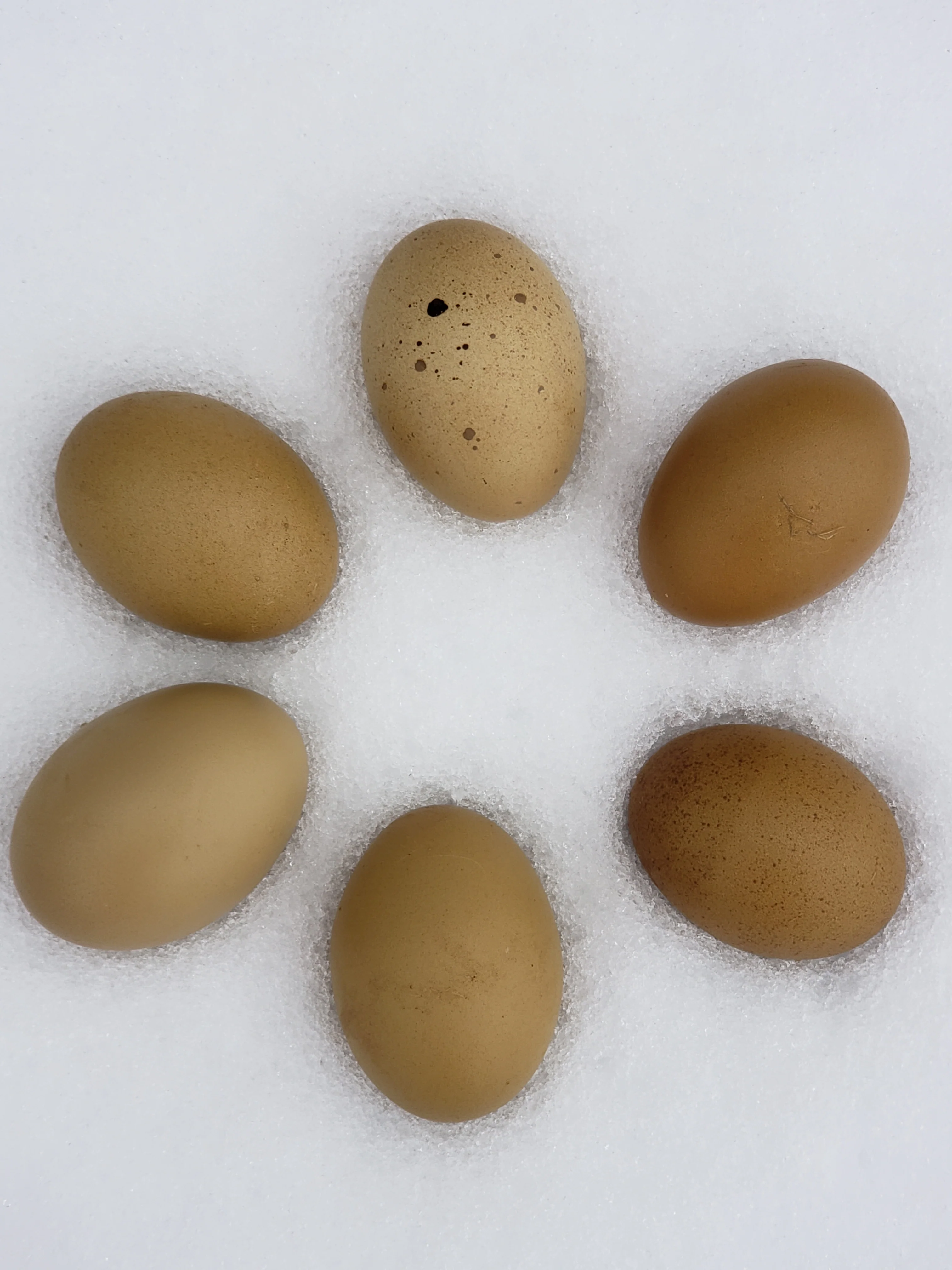 Olive Egger Chicks "Dark Green Egg Layer" - Image 9