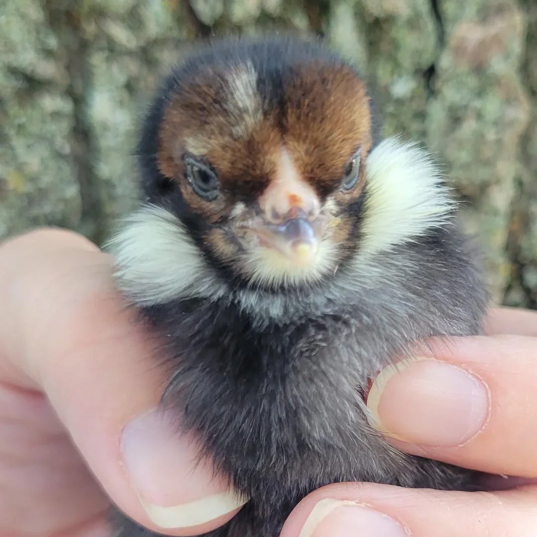 Araucana Chicks