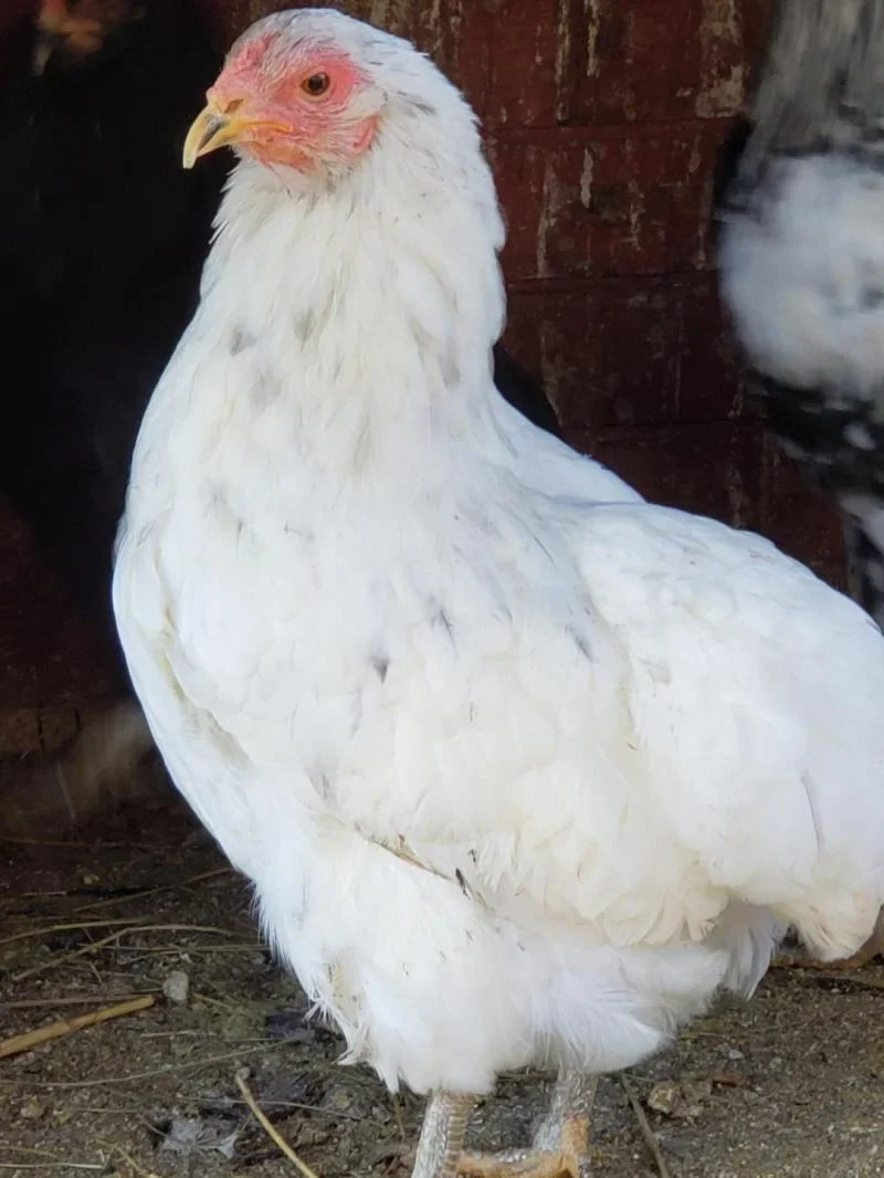 Araucana Chicks - Image 5