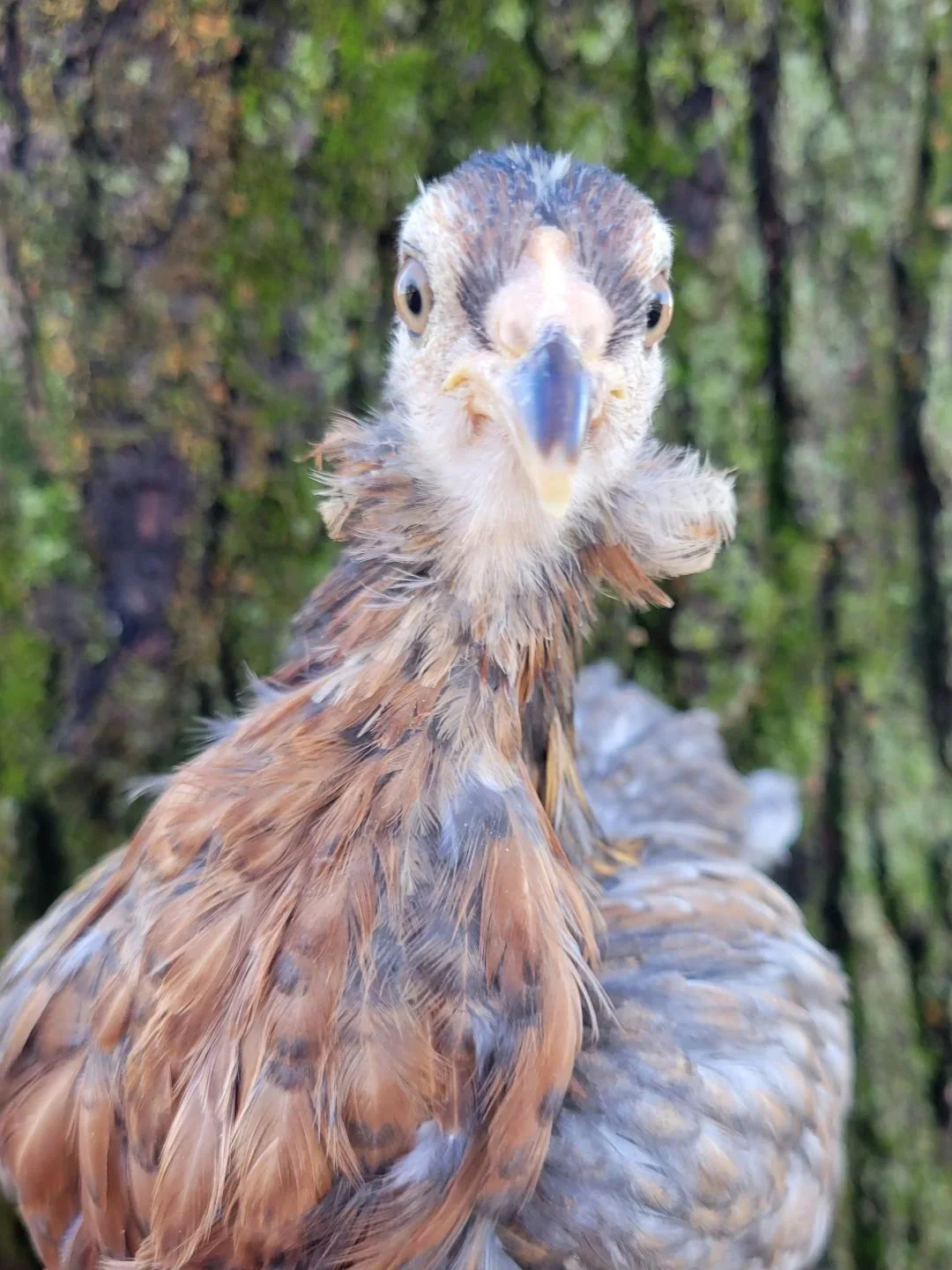 Araucana Chicks - Image 6