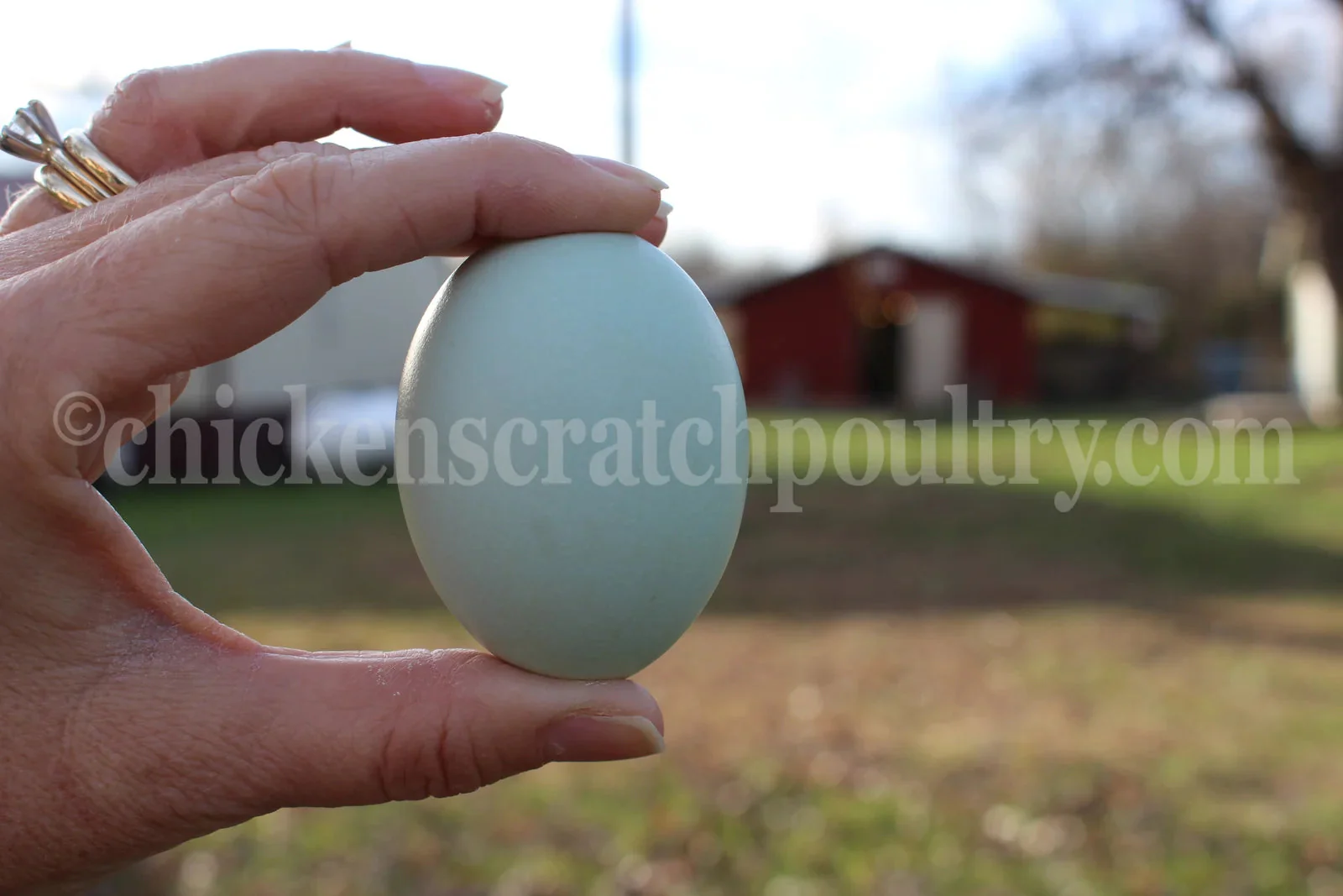 Rumpless Tufted Araucana Started Young Pullet Hens 5 to 6 Weeks - Image 3