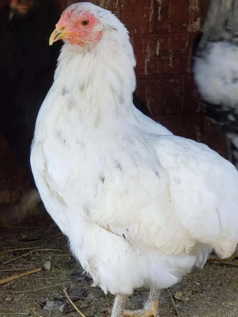 Rumpless Tufted Araucana Started Young Pullet Hens 5 to 6 Weeks - Image 6
