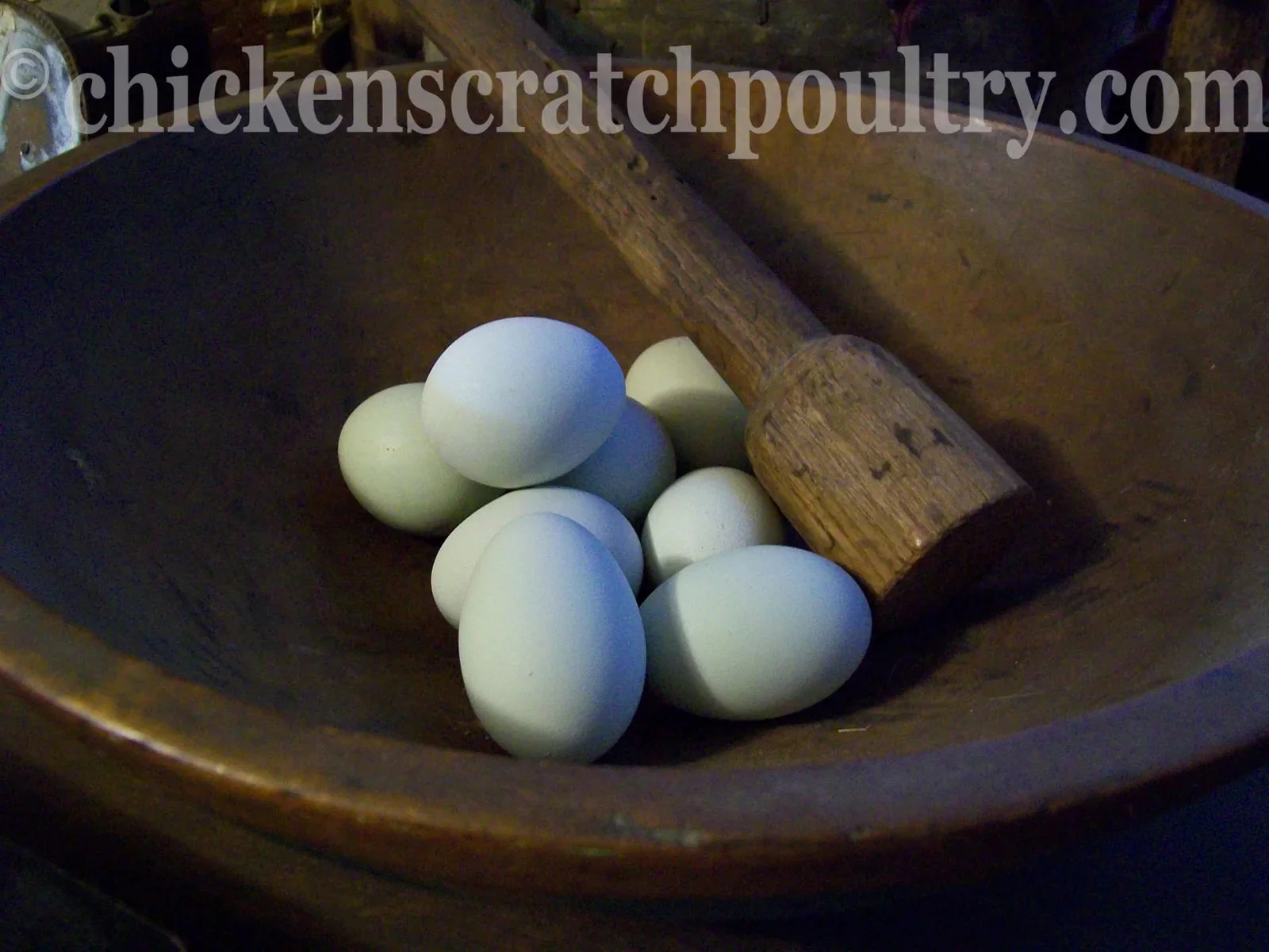 Rumpless Tufted Araucana Started Young Pullet Hens 5 to 6 Weeks - Image 7