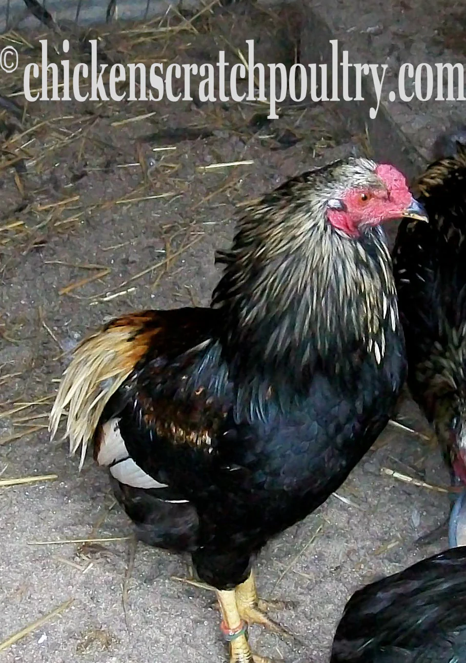 Rumpless Tufted Araucana Started Young Pullet Hens 5 to 6 Weeks - Image 9
