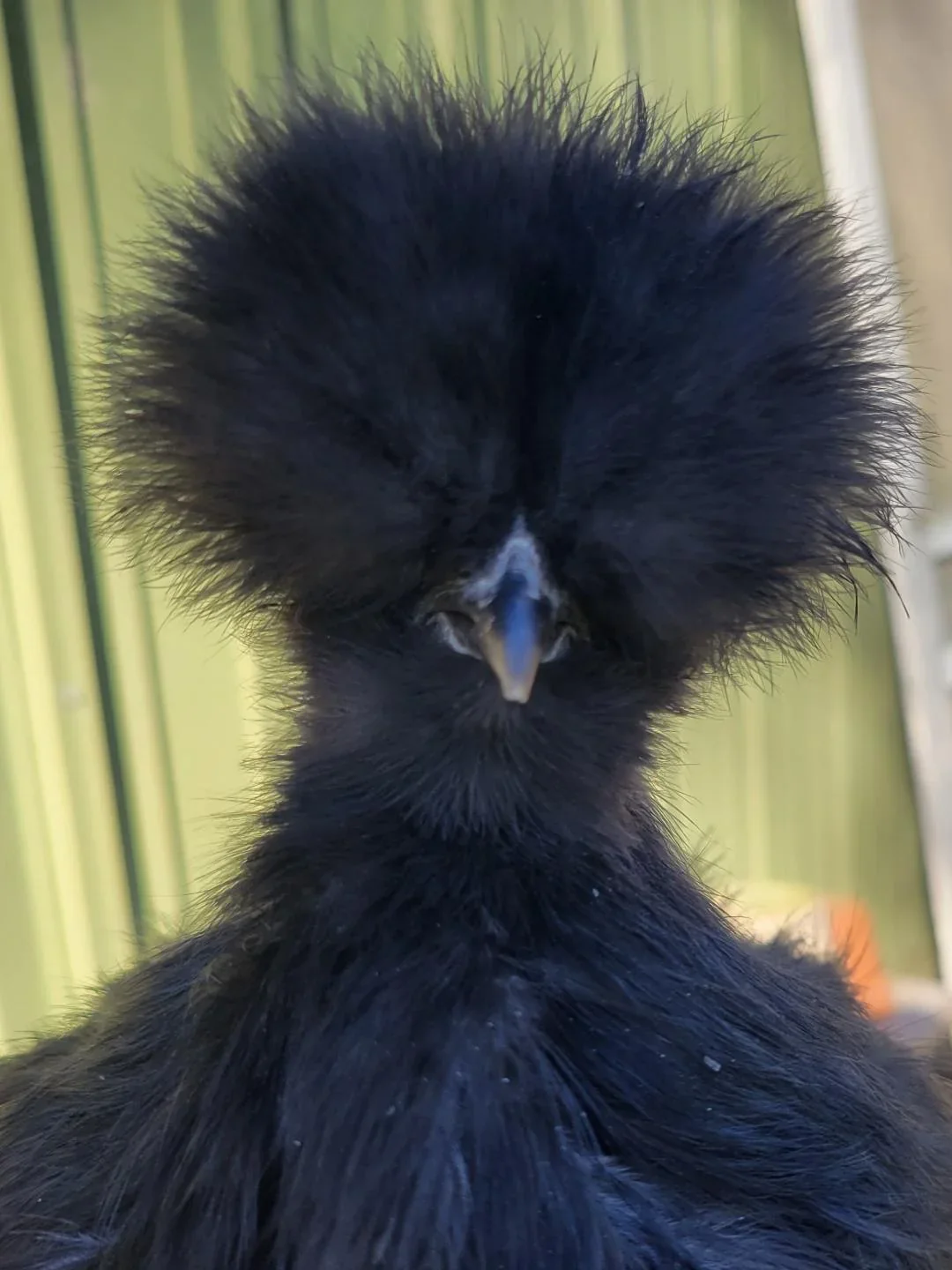 Silkie Chicks Bearded Crested - Image 2