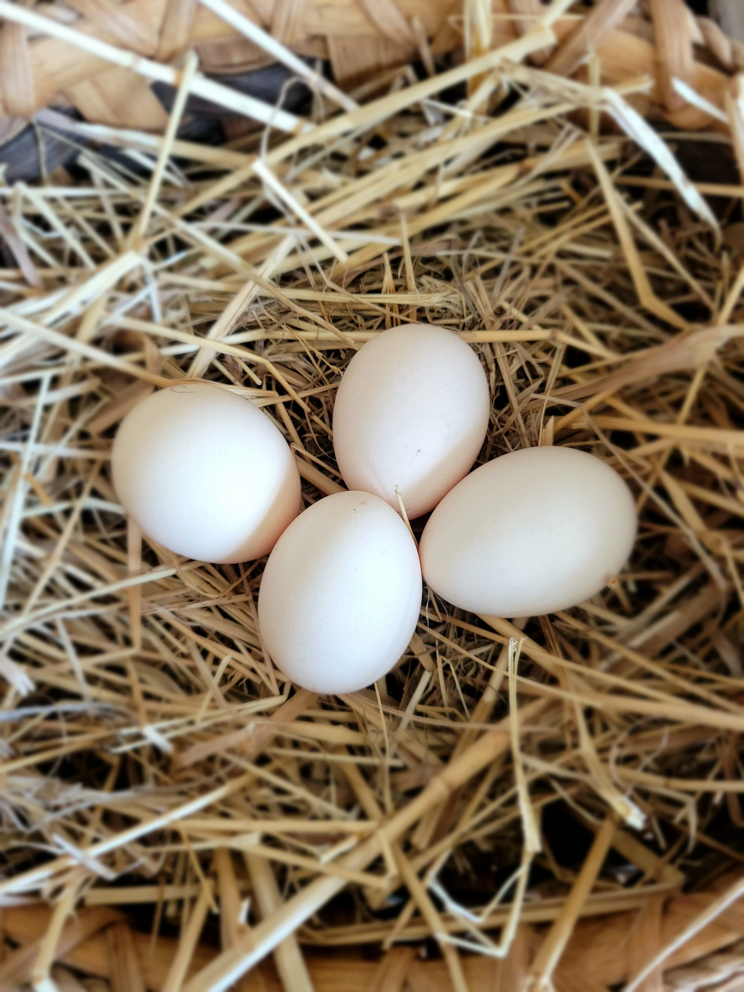 Silkie White Bearded Crested Chicks - Image 6