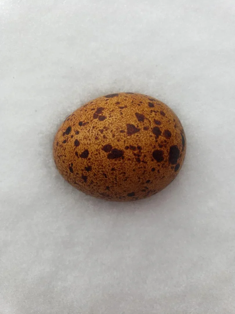 Welsummer Chicks - Image 2