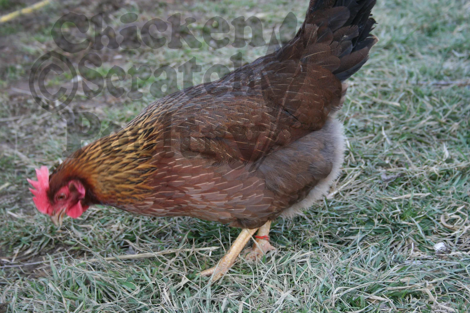 Welsummer Chicks - Image 3