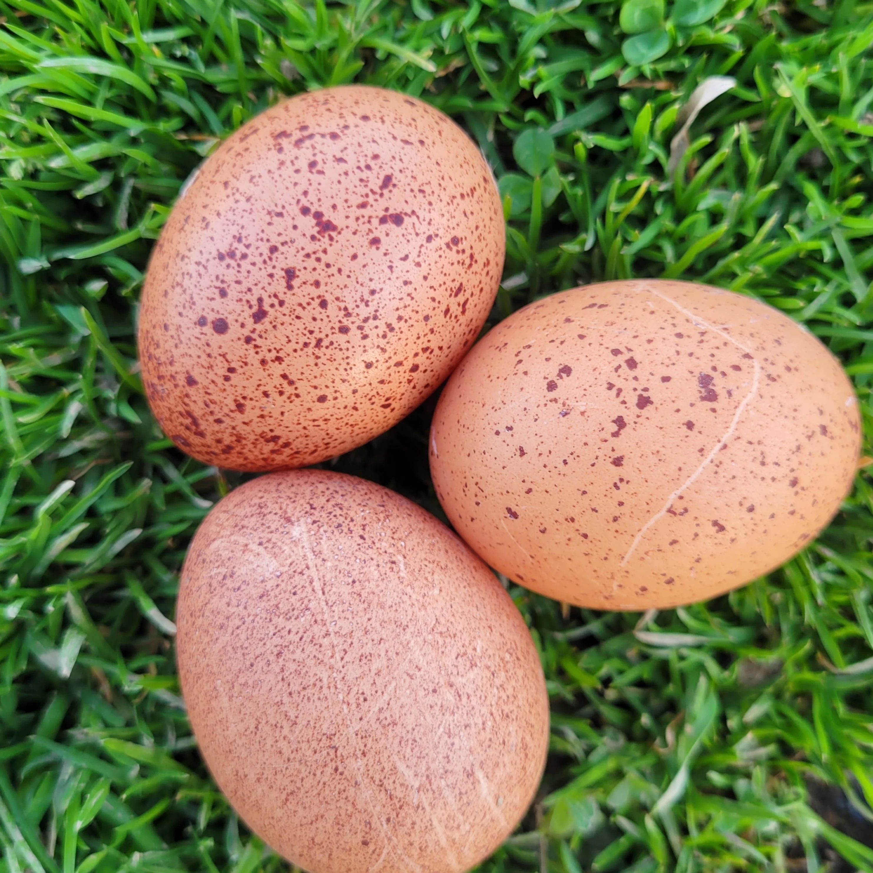 Welsummer Chicks - Image 9