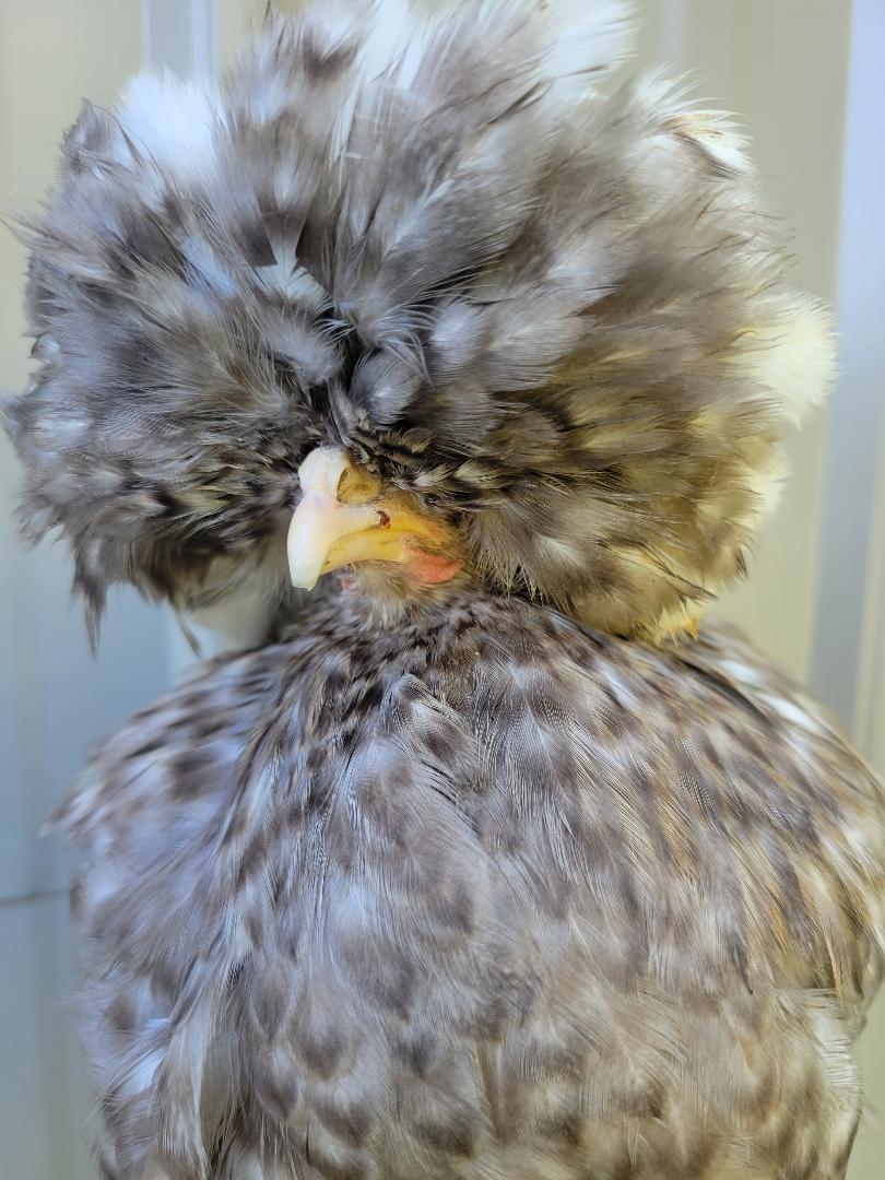White Crested Cuckoo Polish Chicks - Image 4